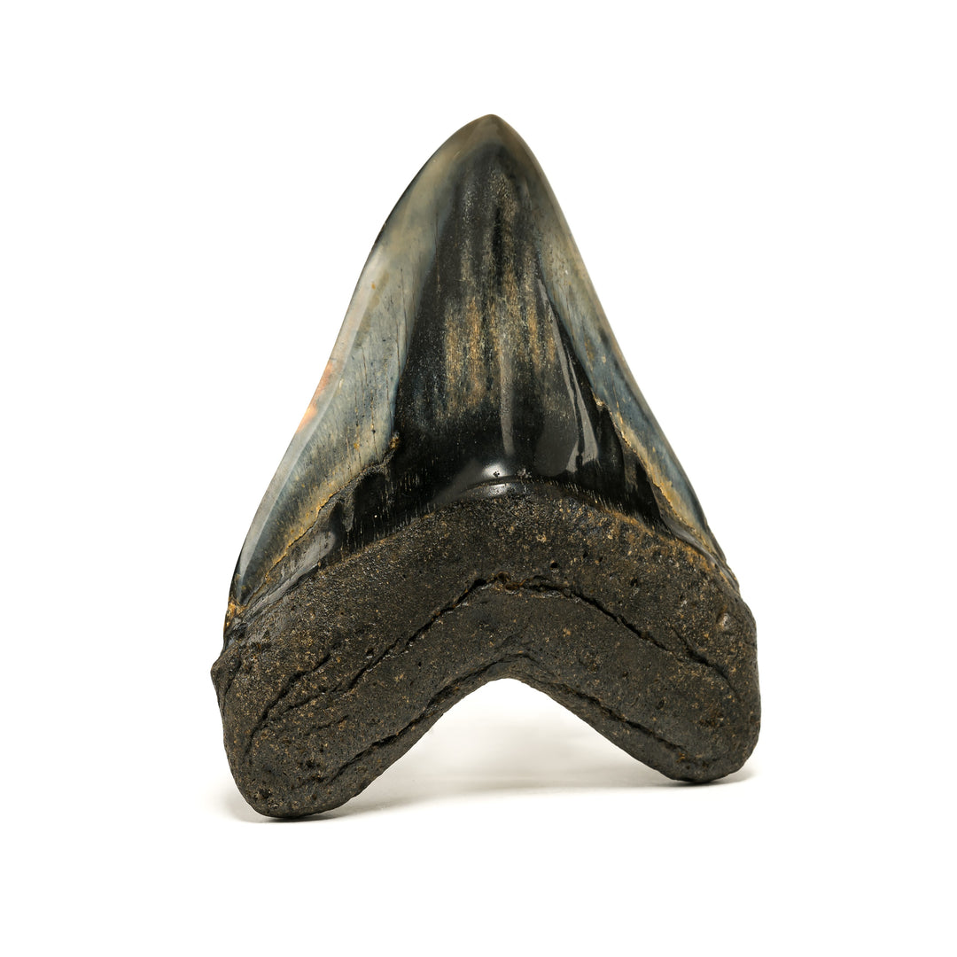 Collector's Polished Megalodon Tooth 5.75 Inches