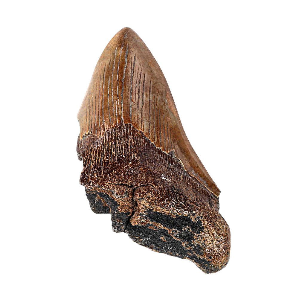 Megalodon Tooth - Large