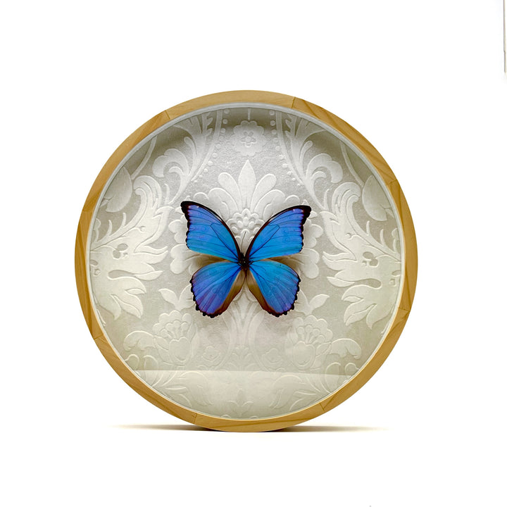 blue morpho real butterfly round frame with white floral fabric background