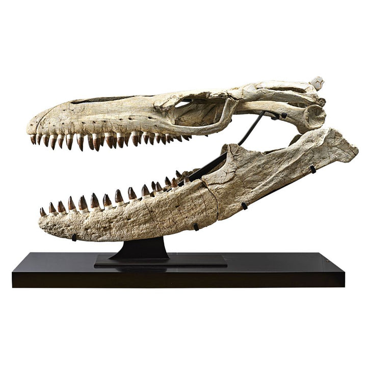 Mosasaurus Skull Fossil