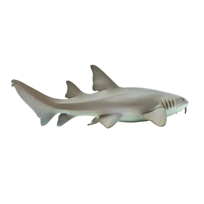 Nurse Shark