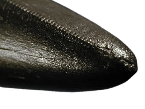 Tyrannosaurus rex Stan Fossil Tooth Replica