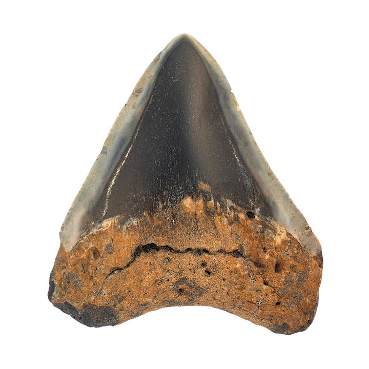 Polished Megalodon Tooth- 3 Inches