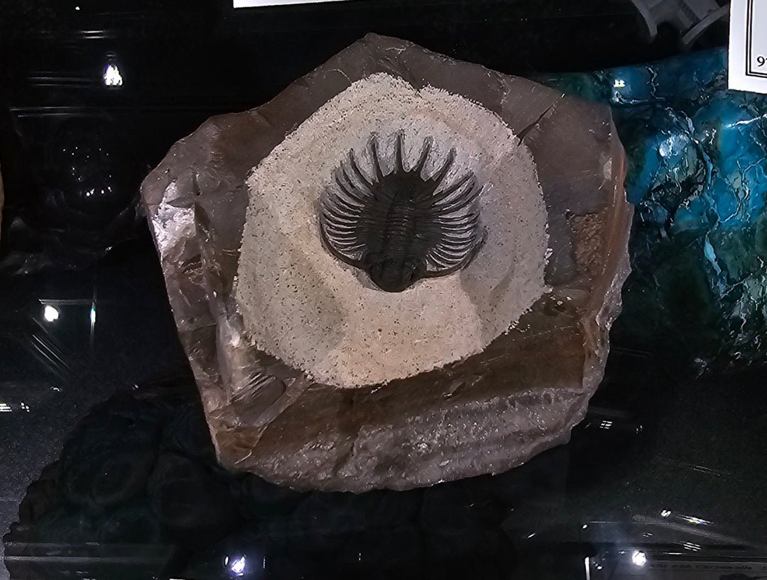 aff. Acanthopyge sp.,Devonian