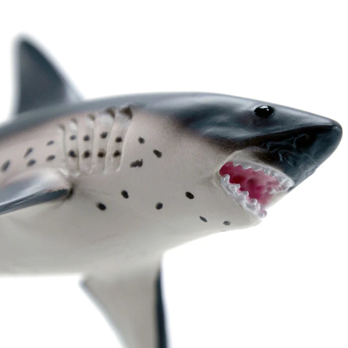 Salmon Shark