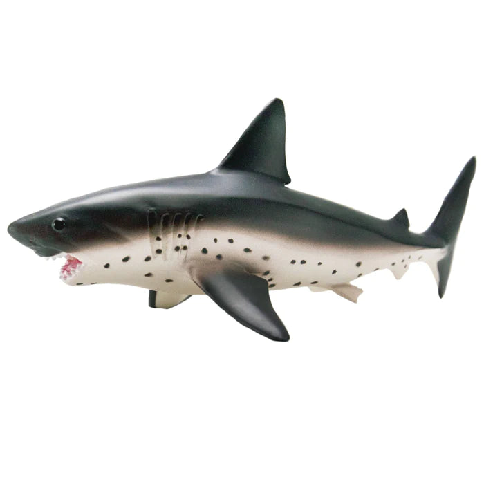 Salmon Shark