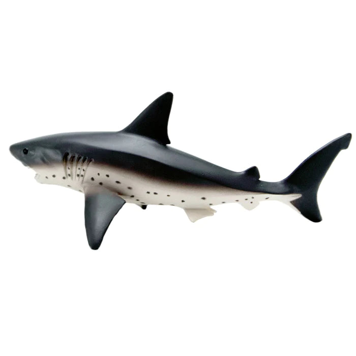 Salmon Shark