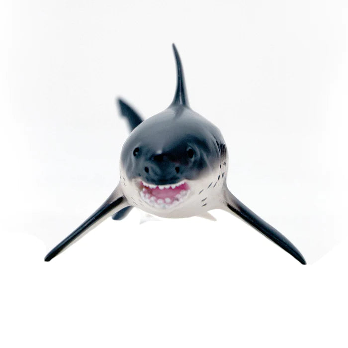 Salmon Shark