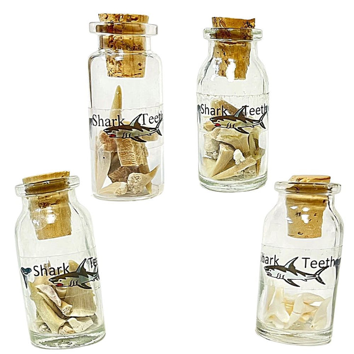 *FINAL SALE* Shark Teeth Bottle