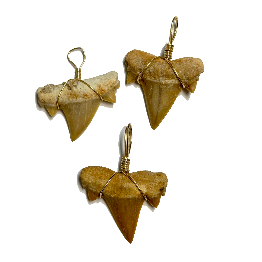 Gold Wrapped Shark Teeth
