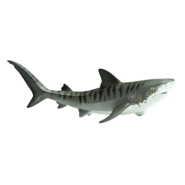 Tiger Shark