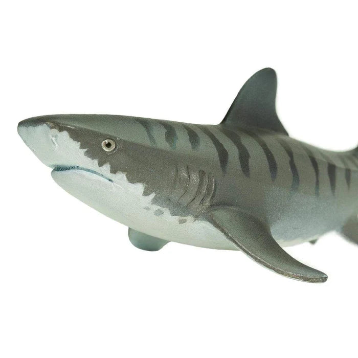Tiger Shark