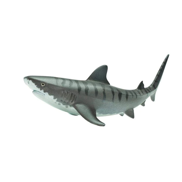 Tiger Shark