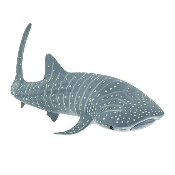 Whale Shark