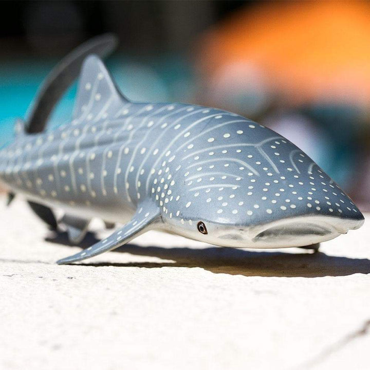 Whale Shark