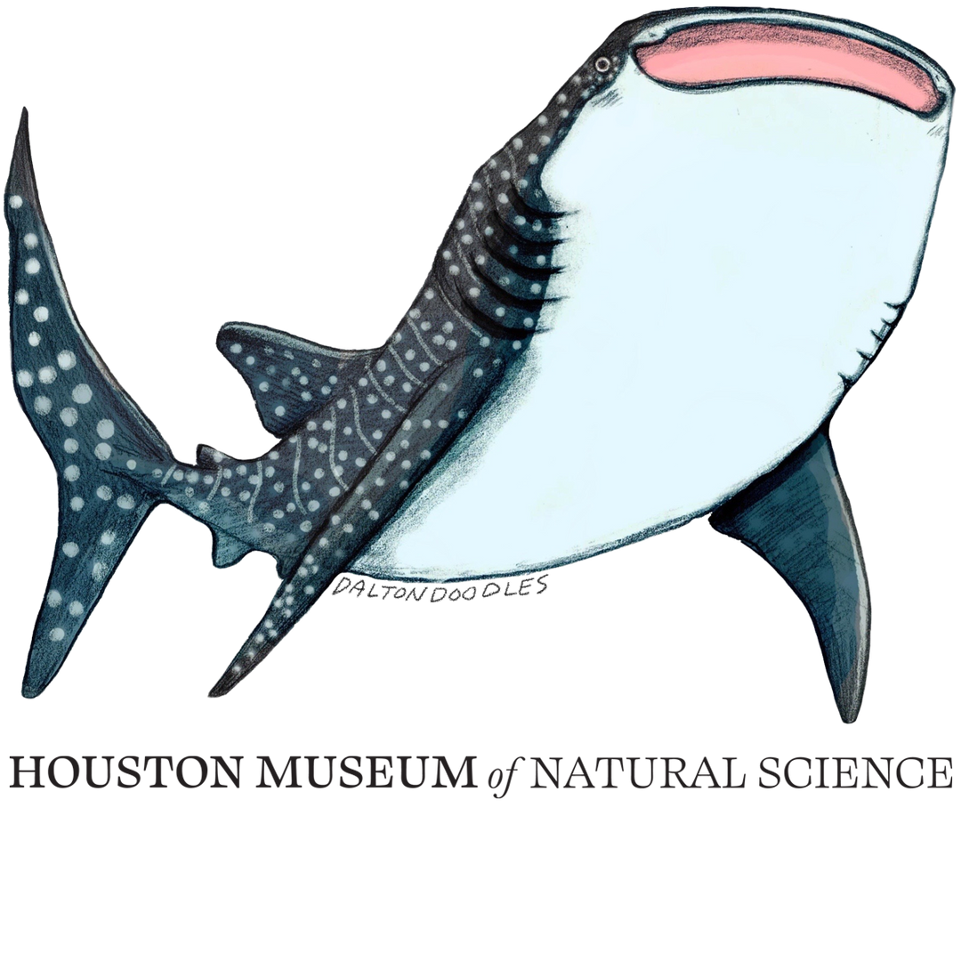 Whale Shark HMNS Sticker