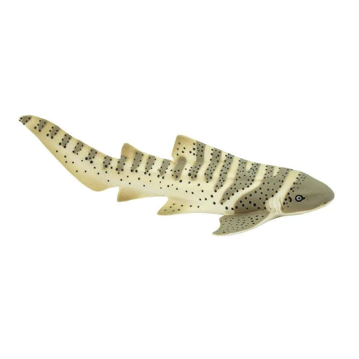 Zebra Shark