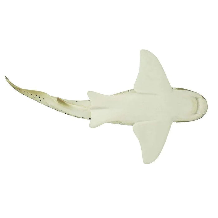 Zebra Shark