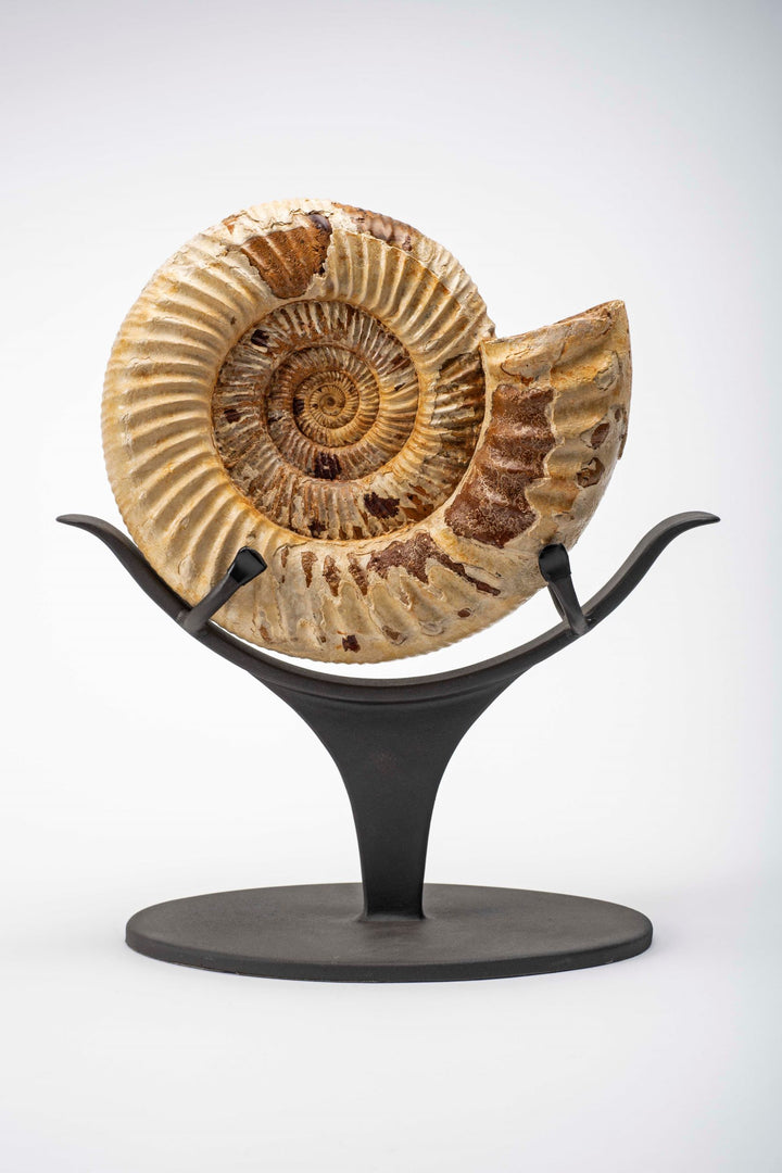 Kranaosphinctes Ammonite Fossil, Madagascar