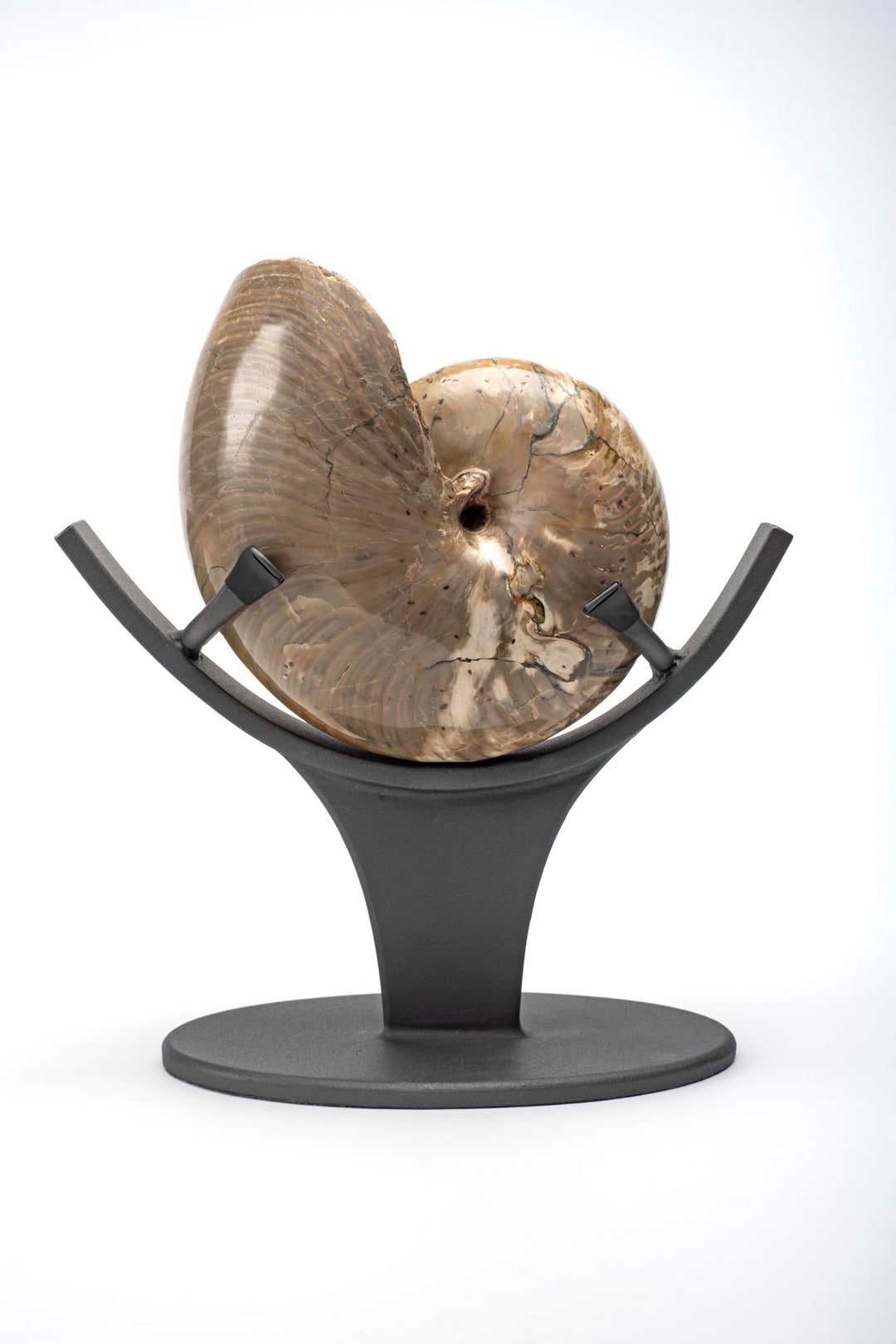 Polished Nautiloid on Stand- Madagascar