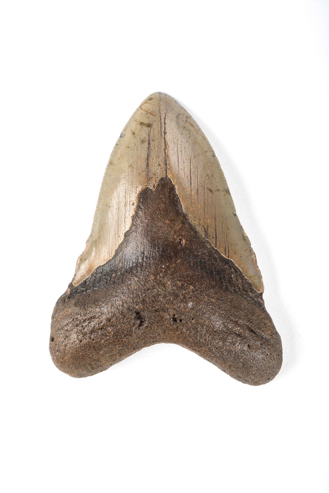 Megalodon Tooth- 4.5 Inches
