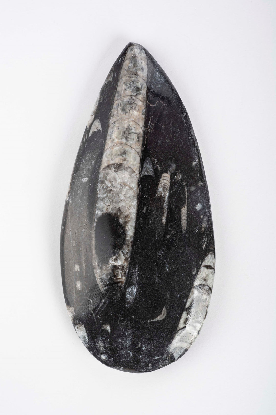 *FINAL SALE* Flat Orthoceras Fossil Spear
