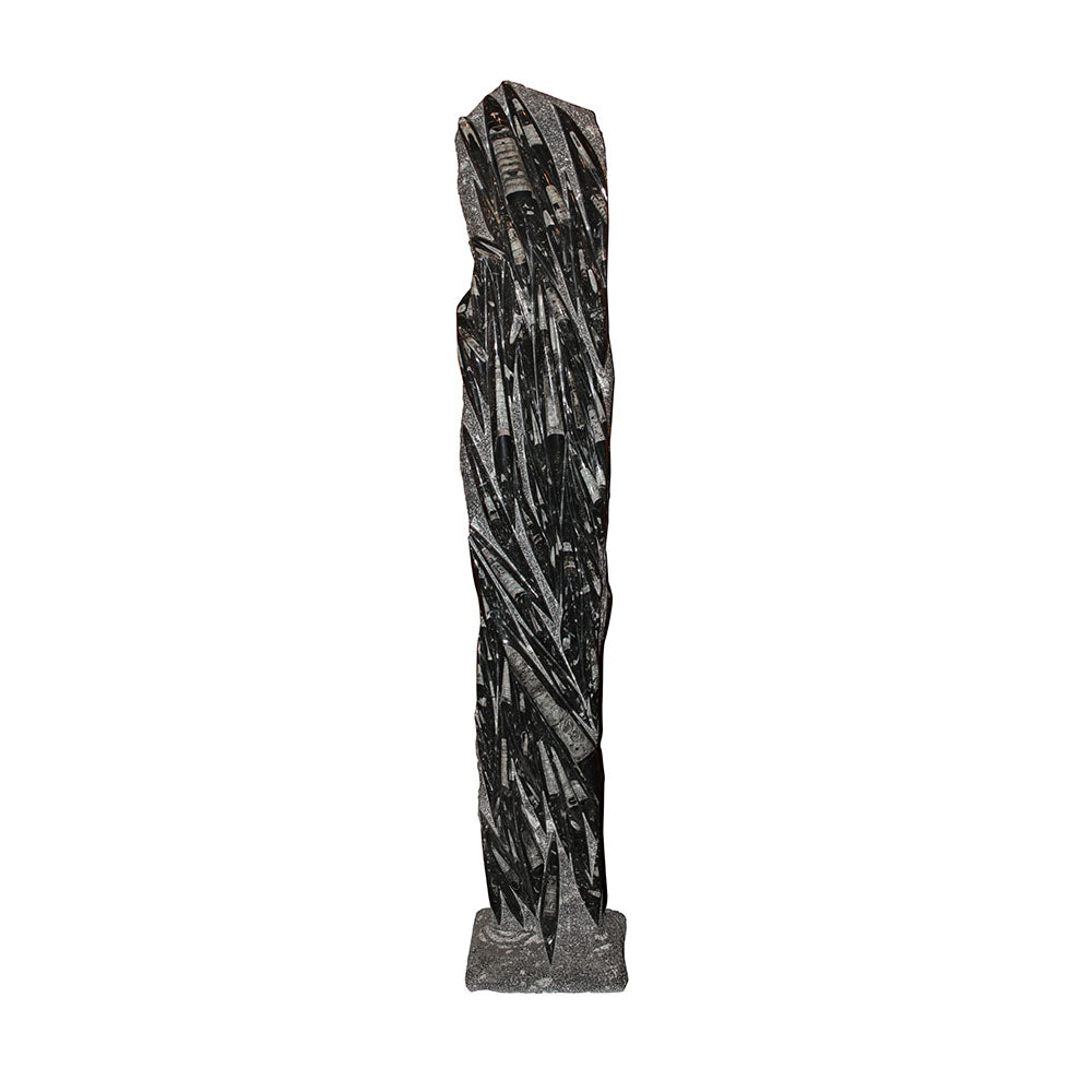 Orthoceras Statue- 6ft Tall