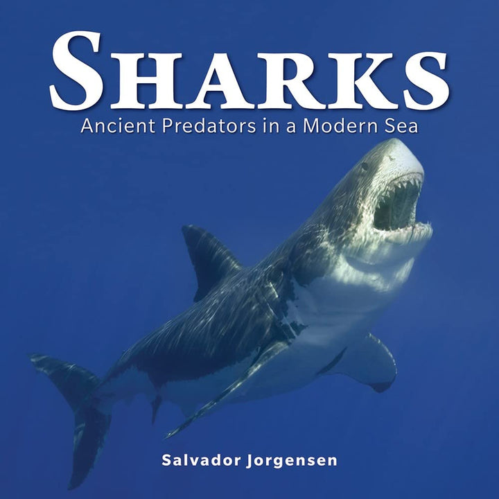Sharks Ancient Predators in a Modern Sea