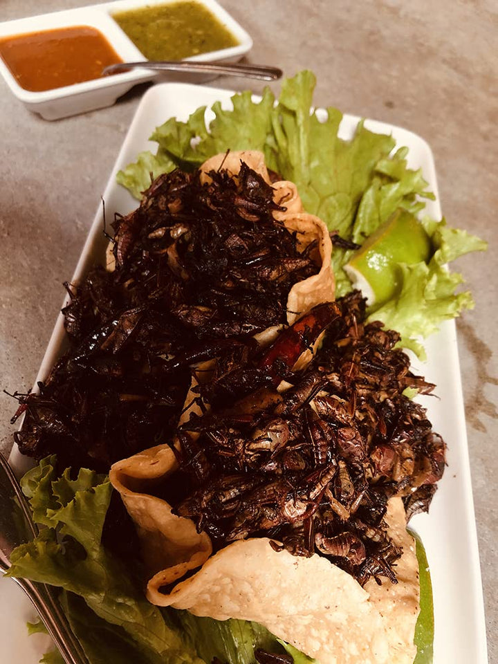 Bugs for Breakfast: How Eating Insects Could Help Save the Planet