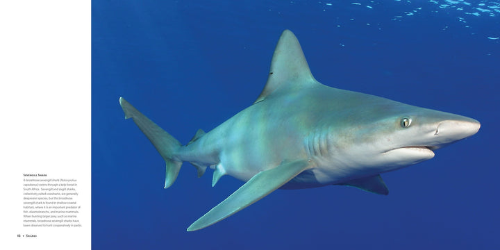 Sharks Ancient Predators in a Modern Sea
