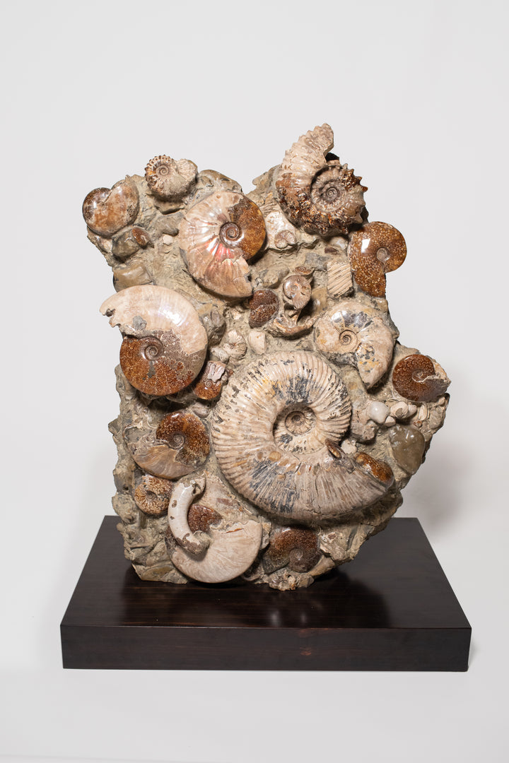 Ancient Sea Bed Fossil and Stand