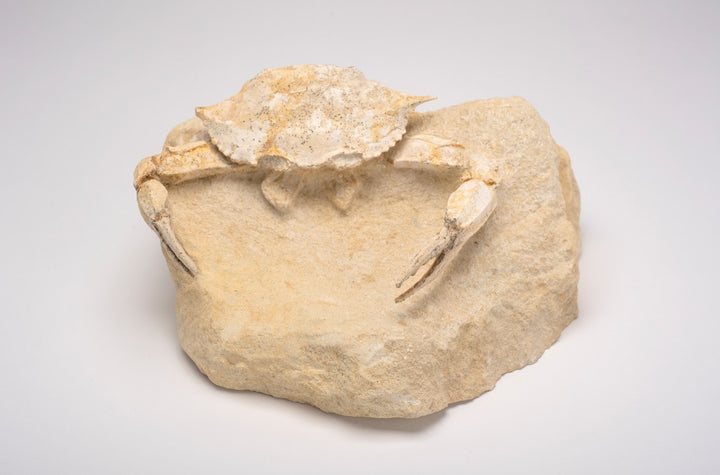Crab Fossil