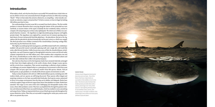 Sharks Ancient Predators in a Modern Sea