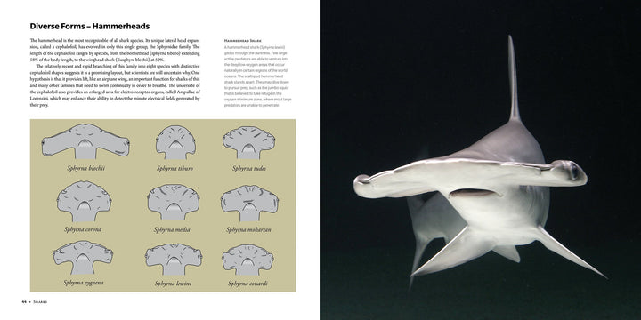Sharks Ancient Predators in a Modern Sea
