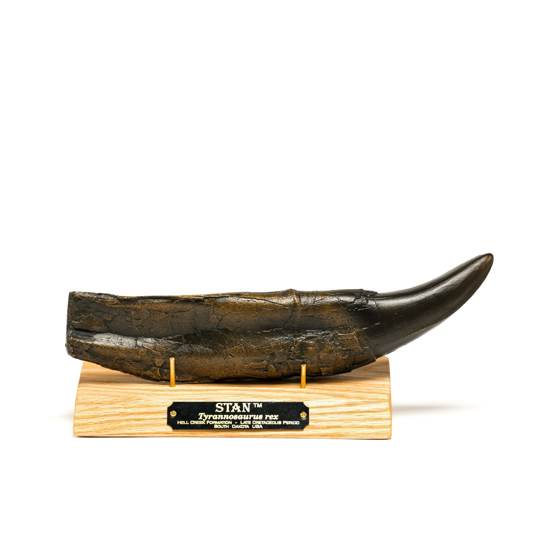 Tyrannosaurus rex Bronze "Stan" Tooth Fossil Replica