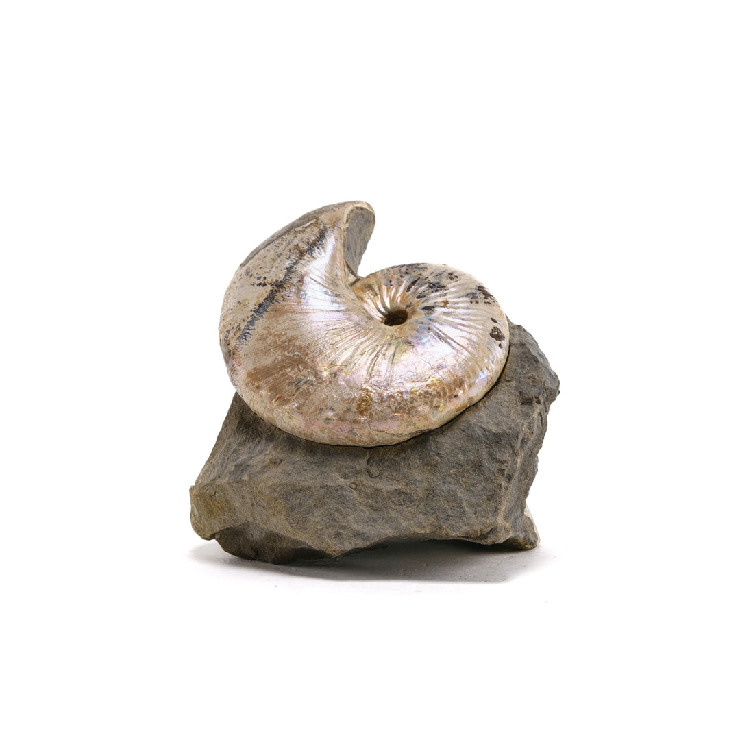Ammonite Fossil