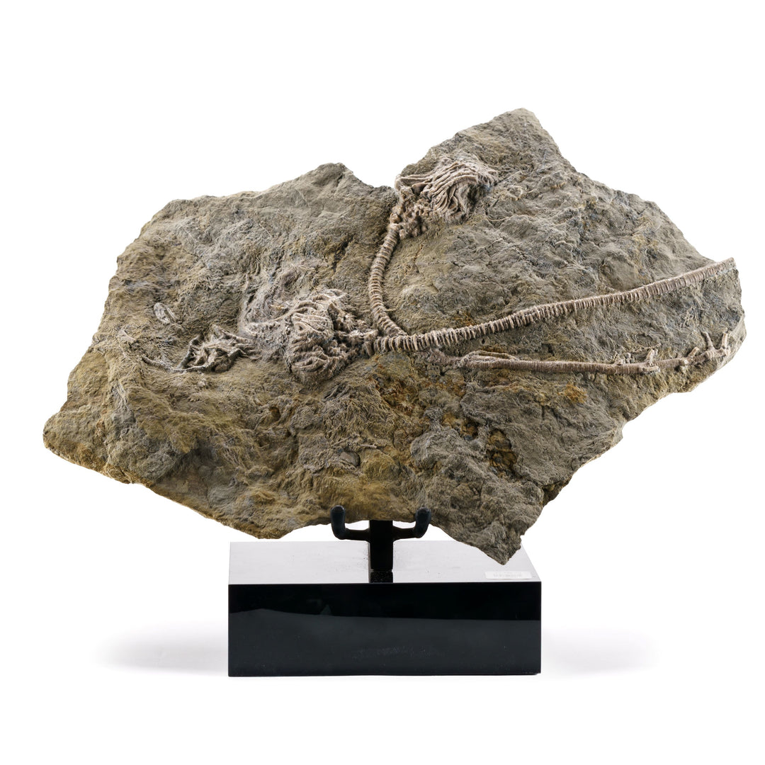Crinoid "Sea Lily" Fossil