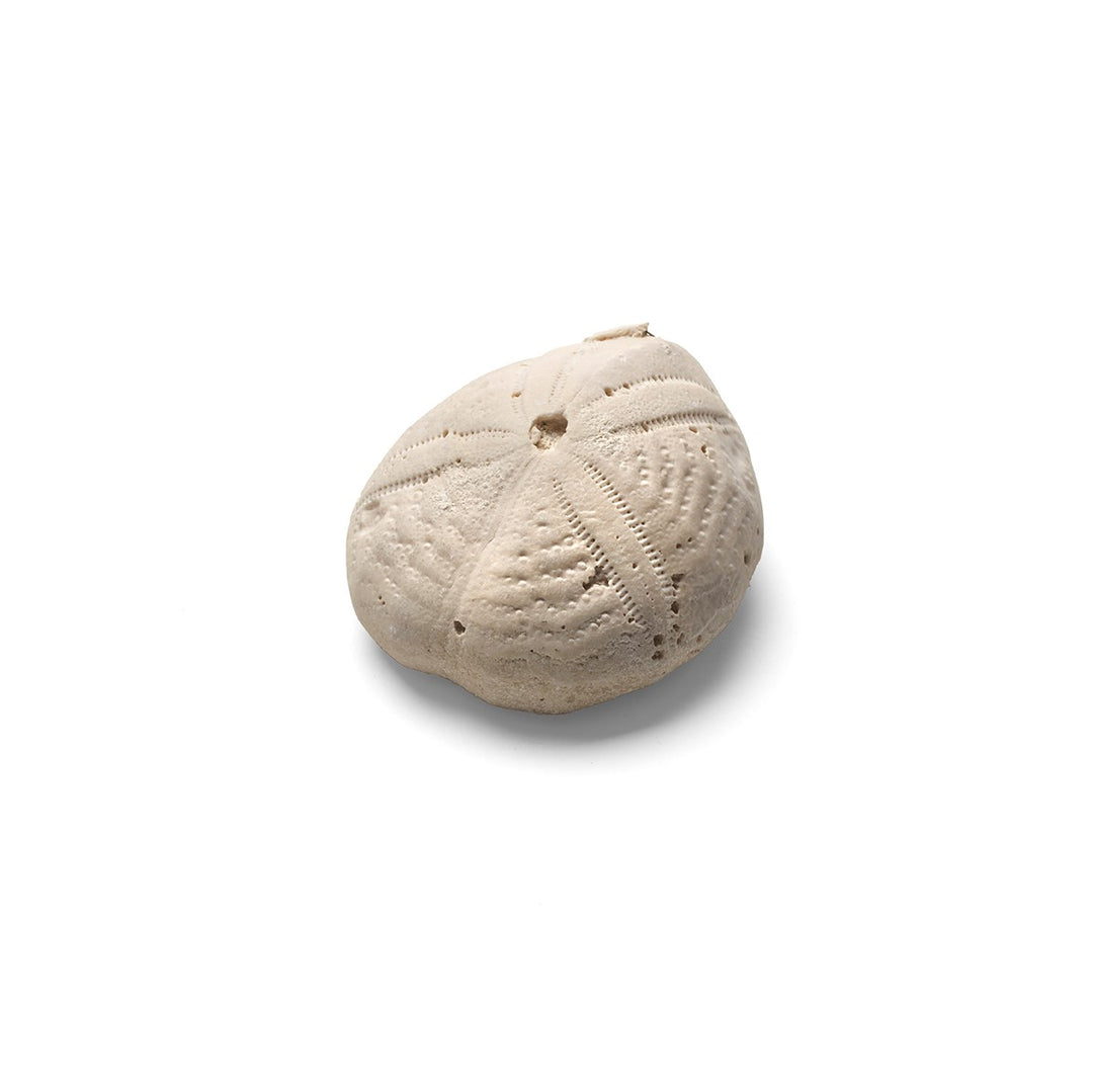 Sea Urchin Fossil, Eupatangus