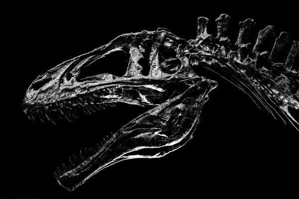 Acrocanthosaurus HMNS Postcard