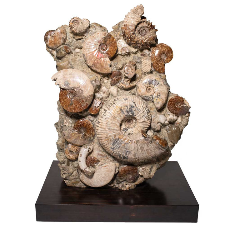 Ancient Sea Bed Fossil and Stand