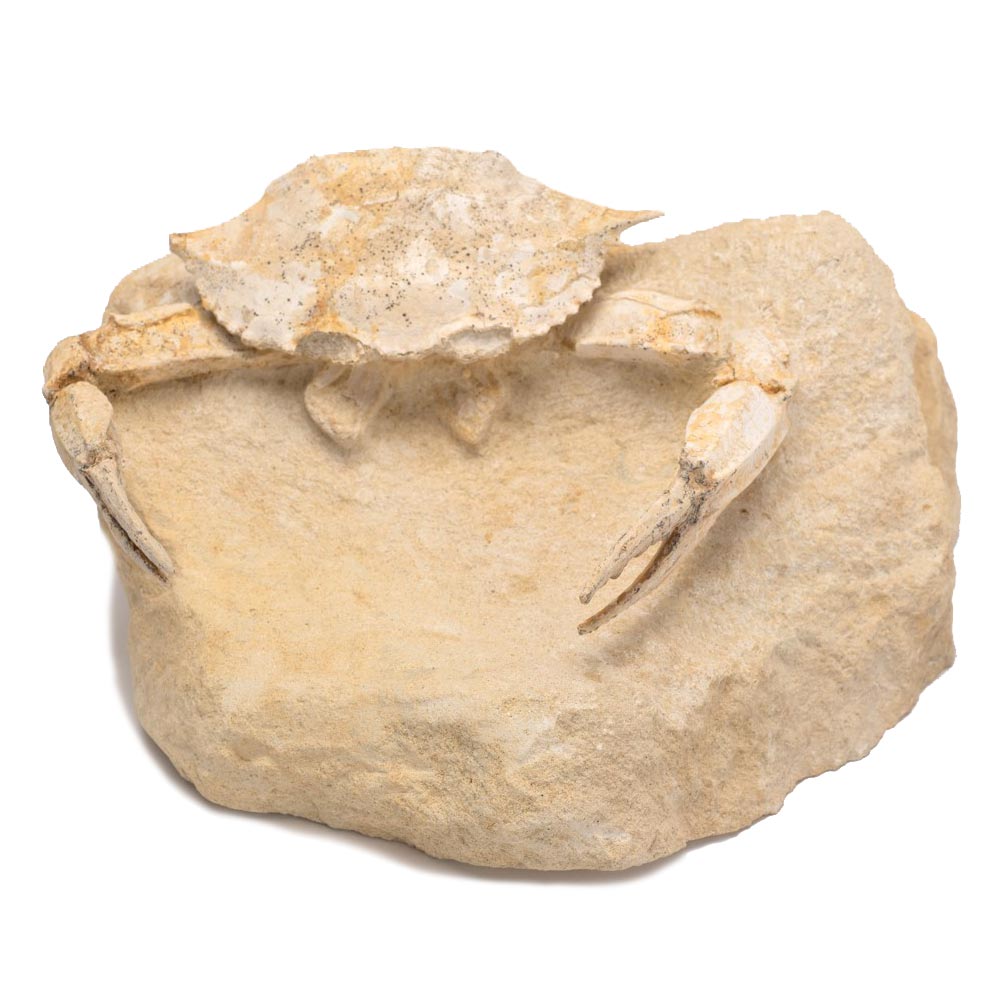 Crab Fossil