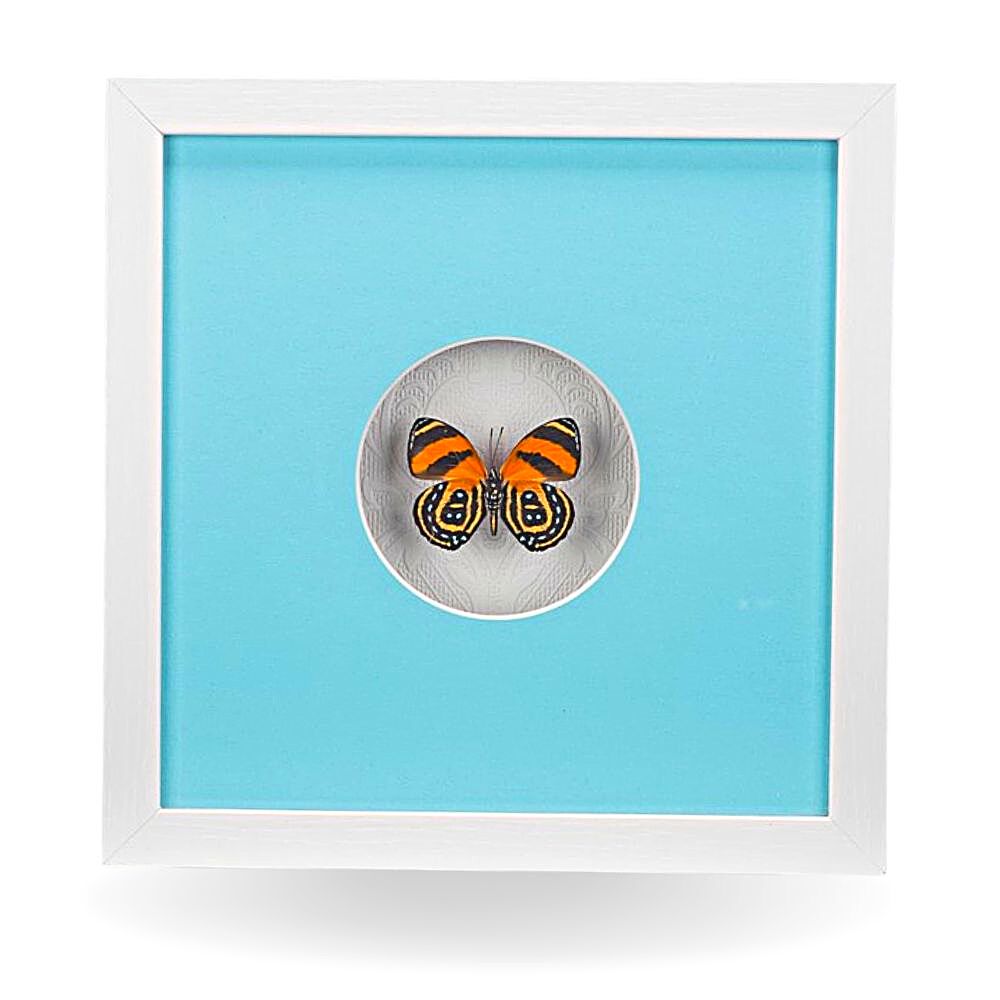 Cynosura BD Butterfly Frame