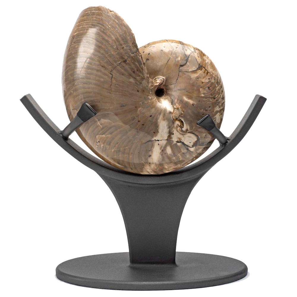 Polished Nautiloid on Stand- Madagascar