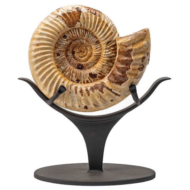 Kranaosphinctes Ammonite Fossil, Madagascar