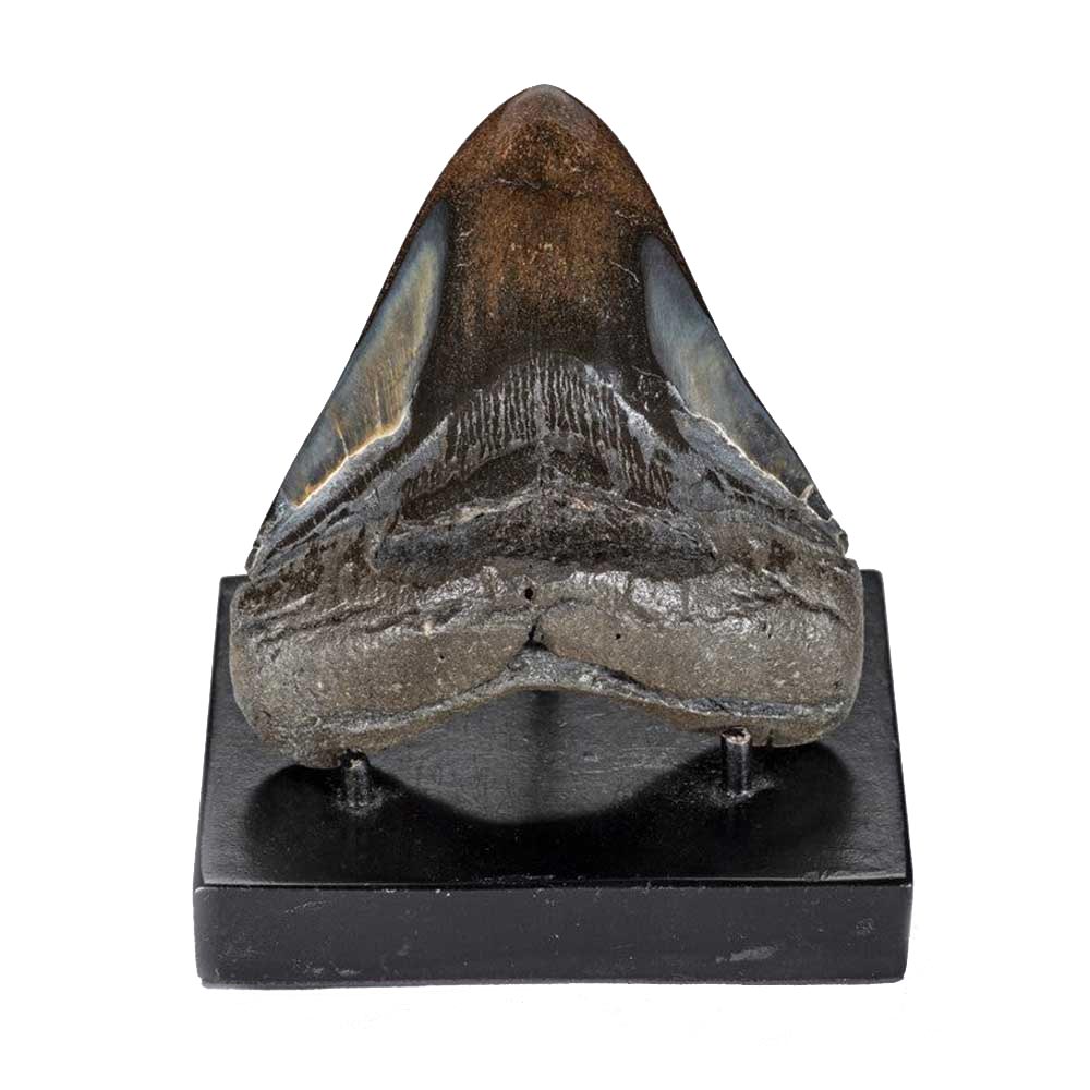 Polished Megalodon Tooth- 4 Inches