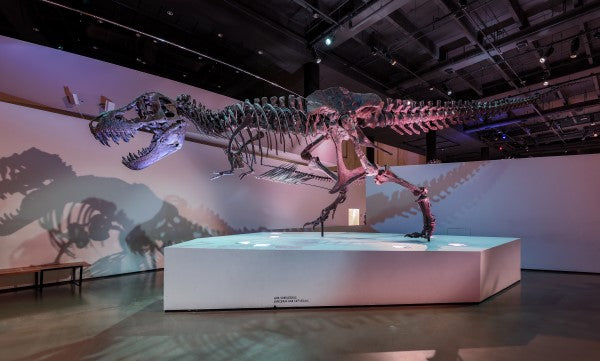 Stan the T. rex HMNS Postcard