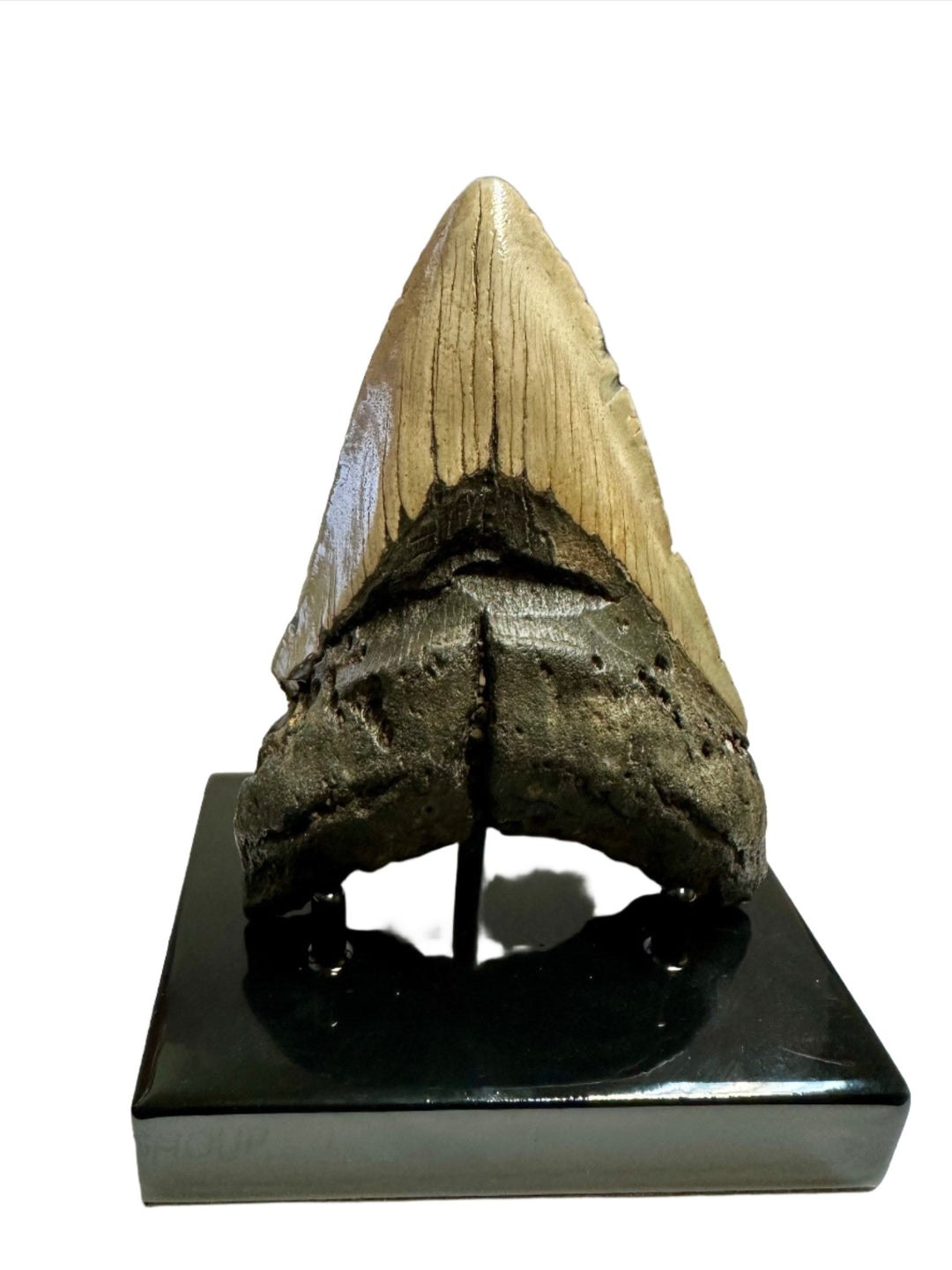 5" Megalodon Tooth Fossil