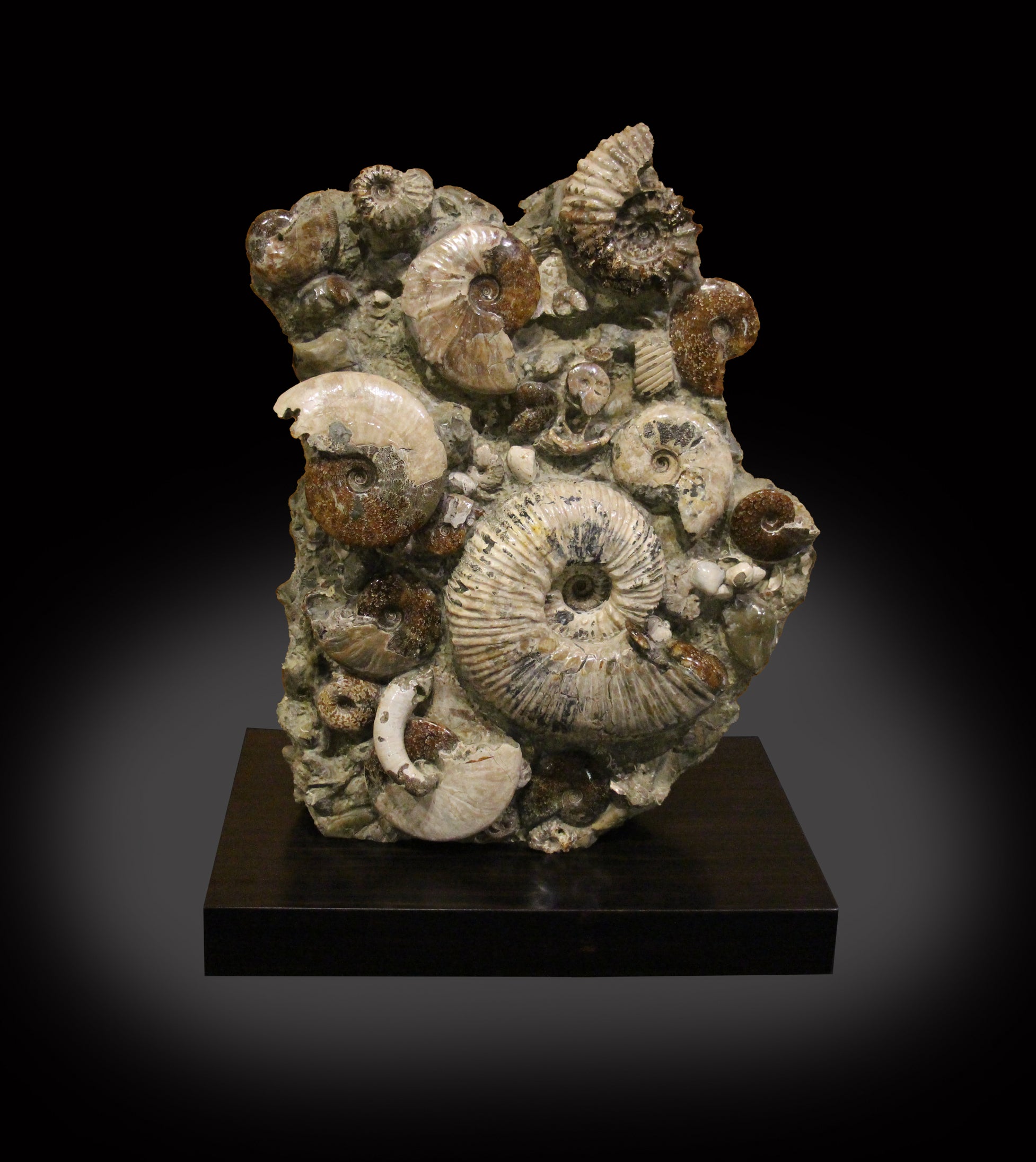 Ancient Sea Bed Fossil and Stand