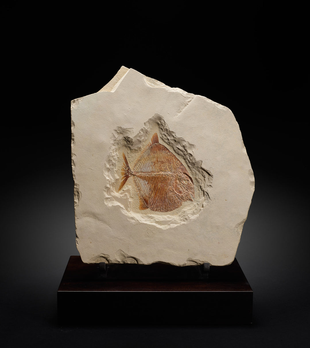 Mene rhombea Fish Fossil and Stand