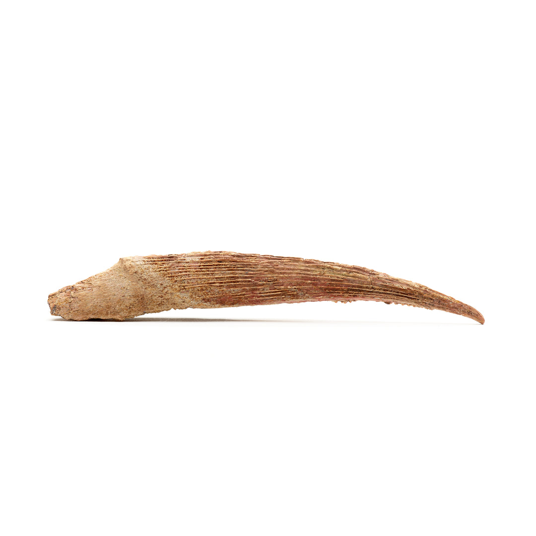Sawfish Fin Fossil